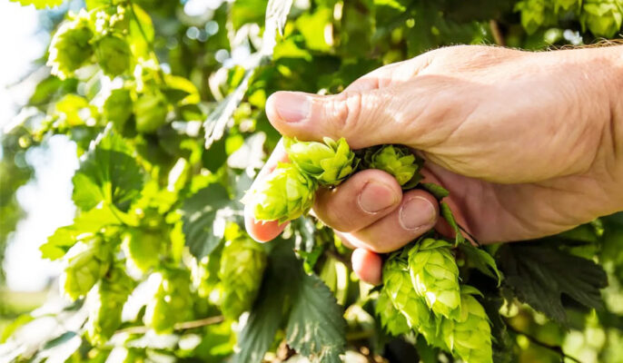 Quels sont les houblons dans la bière ?