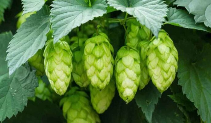 houblon