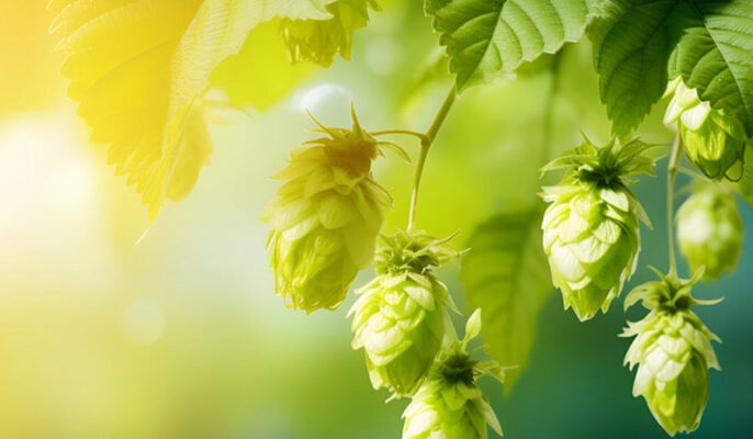 Fermentation